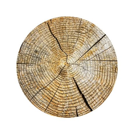 Letokruhy - pařez jedlý papír 20 cm 