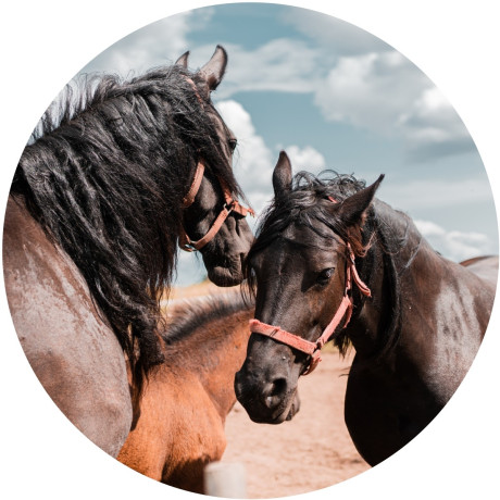 Koně č.8 jedlý papír