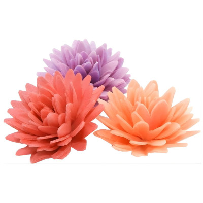 Astra jedlý květ – mix 3 barev | Jedlé květy na dort