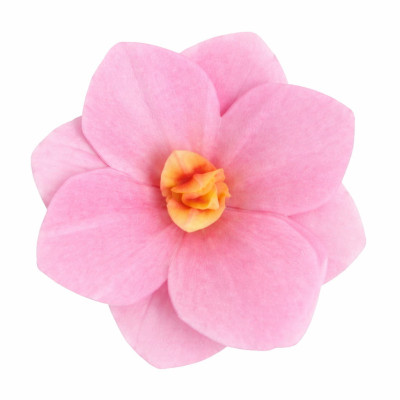 Hortenzie z jedlého papíru – růžová | Jedlé květy na dort