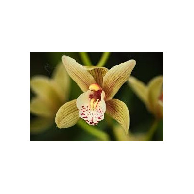 Cymbidium orchidej plastové vypichovače