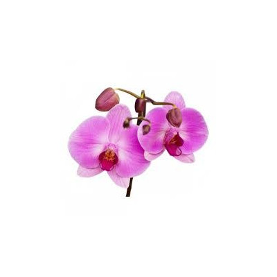 Singapurská orchidej 