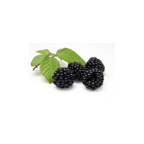 Ochucovací pasta Ostružina 200 g